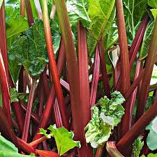 La Rhubarbe Jardinage Potager Astuce Jardinage Astuce Jardin