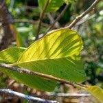 Image result for Turraea floribunda