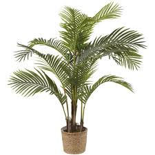 In this article, you can learn more about this plant, including how to grow and care areca palm uses and benefits. Kunstliche Areca Palme Im Topf Majesty Maisons Du Monde