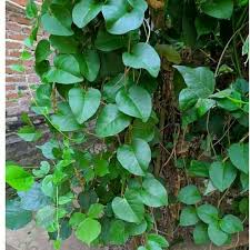 Daun dan batang ditumbuk halus kemudian dioleskan pada bagian. Jual Daun Binahong Segar 200 Gram Jakarta Barat Yakuza Herbal Holiktra Tokopedia