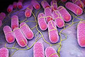 Enterica is the type species and is further divided into six subspecies that include over 2. What To Know About Salmonella