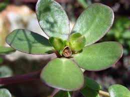 Image result for Portulacaceae
