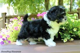 Black And White Havanese Puppy Photo Gallery Part Ii Havanese Havanese Puppies Havanese Dogs