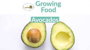 Maybe you would like to learn more about one of these? Avocado How To Grow And When To Plant In Your Backyard Or Patio Garden From Seed To Spoon Vegetable Garden Planner Mobile App