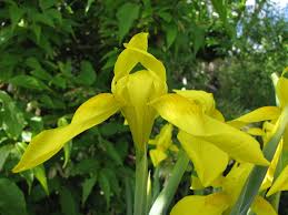 Image result for Moraea spathulata