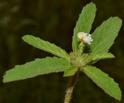 Image result for Croton madandensis