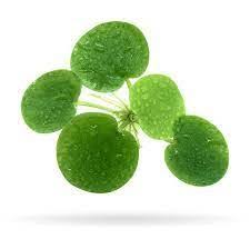 Image result for Limnobium laevigatum