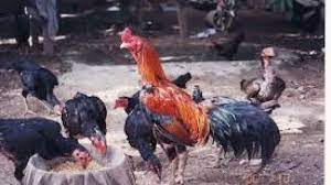 Dulu untuk memulai bertelur, seekor ayam perlu waktu untuk tumbuh hingga 6 bulan baru mulai bertelur. 6 Cara Budidaya Ayam Bangkok Untuk Pemula Paling Mudah Ilmubudidaya Com