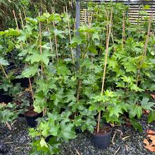 Image result for × Fatshedera