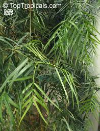 Image result for Adenocarpus mannii