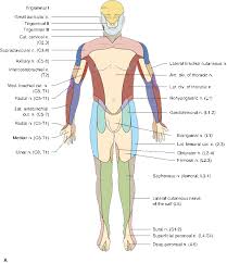 Image result for Neurologic Lesion Localization