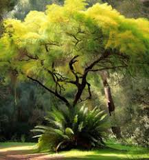 Image result for Acacia decurrens