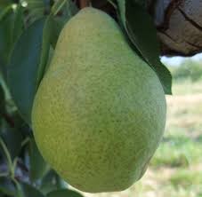 Check spelling or type a new query. Pear Varieties Bc Tree Fruit Production Guide