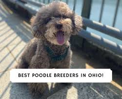 Poodles come in such an array of beautiful colors but there is something to be admired about the. 7 Best Poodle Breeders In Ohio 2021 We Love Doodles