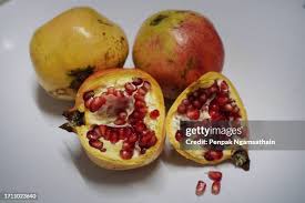 Image result for Punicaceae