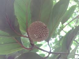 Image result for Sarcocephalus