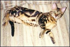 Even though a bengal looks like a wildcat, it's been bred to have the personality of a typical feline. Bengal Cats And Marbled Bengals The History Development And Breeding Of The Exotic Marble Bengal From Foothill Felines Breeder Of Beautiful Bengal Cats