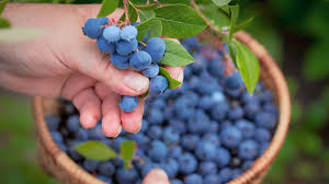 Im herbst ist es am besten, man kann aber. Heidelbeere Alles Was Du Uber Heidelbeeren Wissen Musst