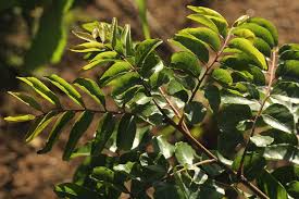 Image result for Clausena anisata