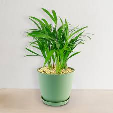 Image result for Dypsis lutescens