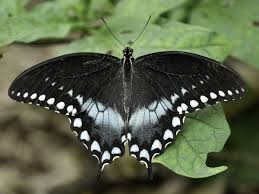 Black And White Striped Butterfly With Long Tail Butterfly Spicebush Swallowtail With Wings Open Its Wings Are Black With A Row Of Marginal Yellow White Spots Beautiful Butterflies Butterfly Insects