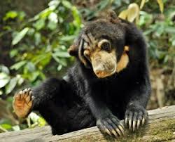 Petaling jaya, may 3 — a man was fined rm5,500 by the magistrates' court today after he pleaded guilty to causing mischief, kicking and threatening a management committee member at… . The Bornean Sun Bear Conservation Centre Csr In Malaysia Destination Asia News