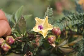 Image result for Ipomoea tuberculata