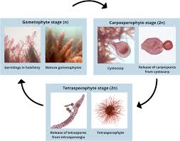 Image result for Achyropsis