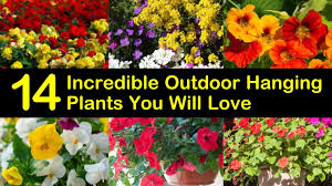There's nothing quite like the colorful look of beautiful hanging baskets on your porch. 14 Incredible Outdoor Hanging Plants You Will Love