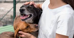 Approved applicants will be emailed photos and profiles of the dogs available for adoption. New Rule Requires San Antonio Pet Stores To Sell Only Rescued Dogs Cats Reform Austin