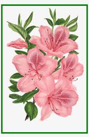 Thigh piece design for my friend. Png Free Appealing Pink Bunch Of Flowers Photoshop Drawing Of Pink Flowers Transparent Png 881x1310 Free Download On Nicepng