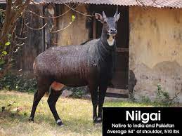 Exotic animals for sale exotic animals wanted animal equipment for sale exotic animal auctions. Exotic Animals For Your Ranch