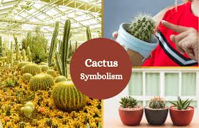Molded by dry desert climates, they don't require much once you've moistened the soil and planted your cactus seeds, cover the container with a transparent lid (like plastic wrap) and place it in a location. Cactus Meaning And Symbolism Symbol Sage