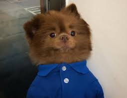 Wikipedia is a free online encyclopedia, created and edited by volunteers around the world and hosted by the wikimedia foundation. Bertie Bert The Pom Animal The Shorty Awards