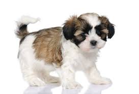 Uptown puppies is a network of vetted shih tzu breeders with shih tzu puppies for sale. The Adorable Maltese Shih Tzu Aka Malshi Is About To Win You Over Animalso