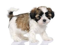 Smart and gentle they will be a great addition to any family. The Adorable Maltese Shih Tzu Aka Malshi Is About To Win You Over Animalso
