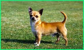 10 Jenis Anjing Kecil Yang Lucu Imut Banget Dunia Fauna Hewan Binatang Tumbuhan Dog Breeds Toy Dog Breeds Chihuahua