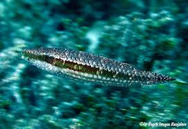 Image result for Oxyrhachis gracillima