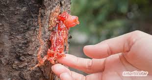 Baumharz Wo Es Zu Finden Ist Und Wie Man Es Sammelt Heilpflanzen Krauter Pflanzen Richtig Rauchern