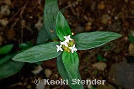 Image result for Spermacoce kirkii