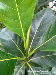 Image result for Artocarpus heterophyllus