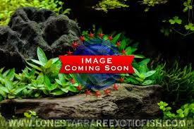 Image result for Tetracera bussei