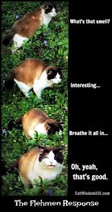 Home behavior/training how and why flehmen response in cats: The Art Of Smell Tasting Cat Wisdom 101 Everything Feline Since 2011