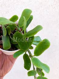 My hoya carnosa variegata grows faster than my hoya obovata. Hoya Rotundiflora Square Leaf Hoya Wishlist Plant Rare Hoya Plant Hoya Square Leaf Wax Plant Establi Plants Hoya Plants Trees To Plant
