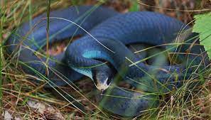Bitter Controversy Erupting Over Endangered Snake Living On Small Lake Erie Island Cottage Life Corn Snake Beautiful Snakes Pretty Snakes