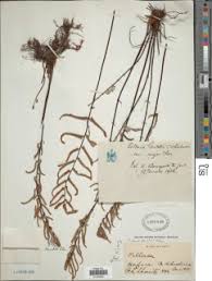 Image result for Pellaea dura