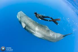 Nonton the mermaid (2017) ,(jika tidak berjalan silahkan pilih server lain!) unknown to him, the green gulf is the home of merpeople, and the sonar has caused many of them to succumb to illness or die. Sperm Whale Photography With Franco Banfi Underwater Photography Guide