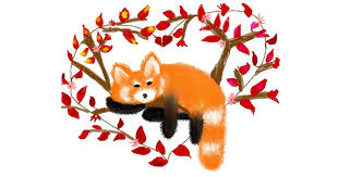 Find over 100+ of the best free red panda images. Red Panda Drawing By Mitzi Draw And Guess Gallery