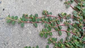 Image result for Euphorbia spissiflora