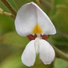 Image result for Baphia massaiensis